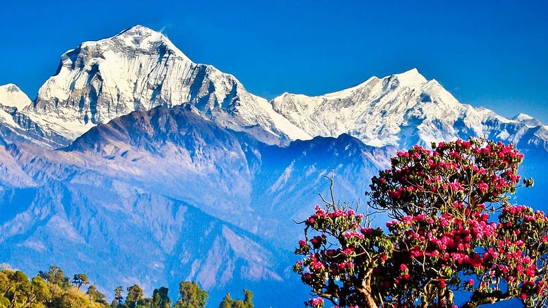 Ghorepani Poon Hill Trek: An Exploration of Tranquility